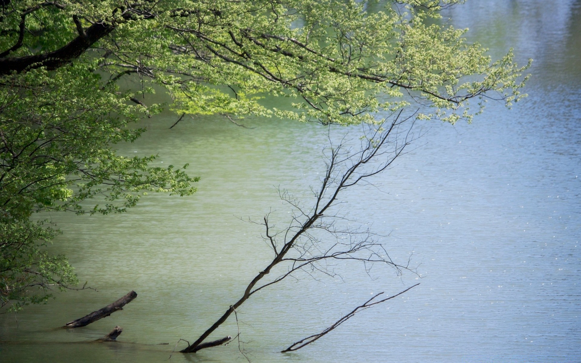 河流 池塘和溪流 池塘和溪流 水 树 景观 反射 自然 河流 湖泊 木材 秋天 树叶 户外 树枝 黎明 季节 风景 公园 环境 旅游 日光