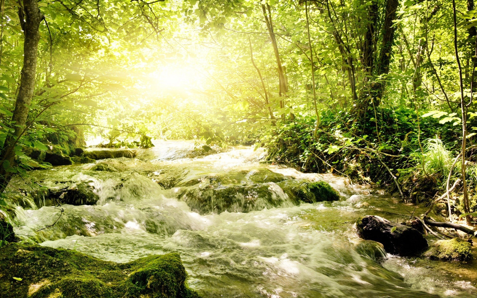 rivières étangs et ruisseaux étangs et ruisseaux nature bois eau paysage mousse rivière ruisseau feuille cascade arbre environnement sauvage à l extérieur ruisseau parc humide luxuriante scénique été