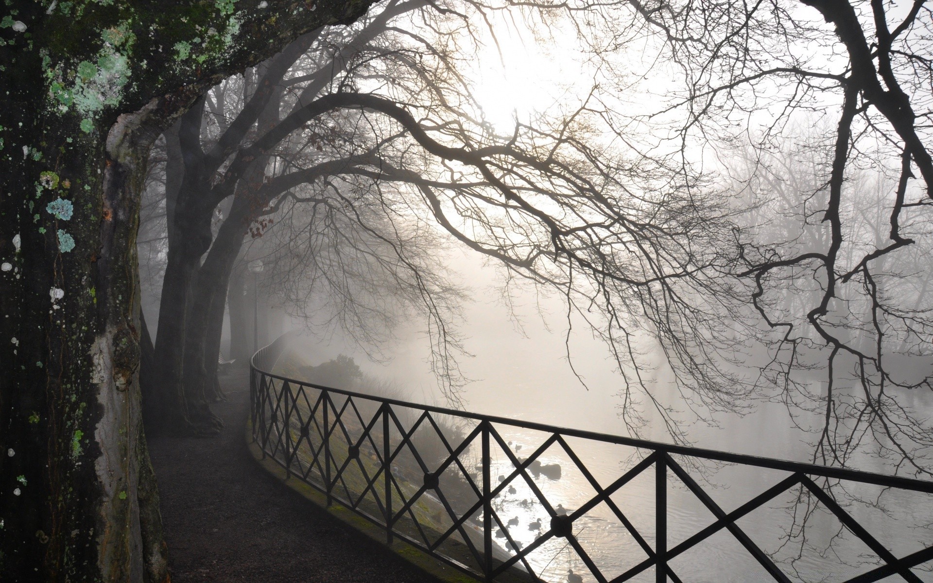 rivers ponds and streams tree fog winter landscape wood branch mist snow light park cold weather dawn eerie mystery shadow guidance nature fall