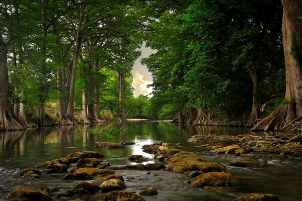 Fiume della foresta e rocce muschiose