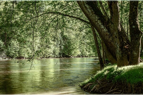 Green river under a green tree