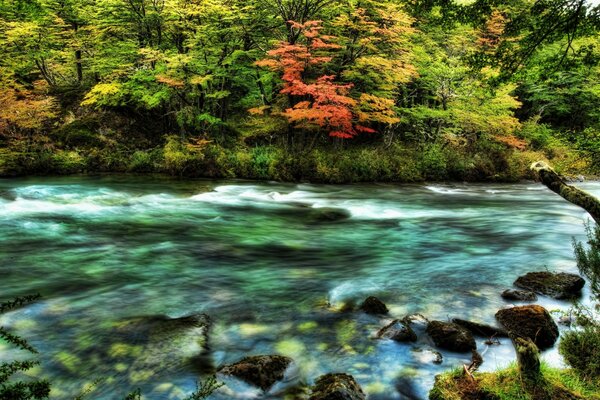 Der Fluss durchquerte im Herbst einen zitternden Wald