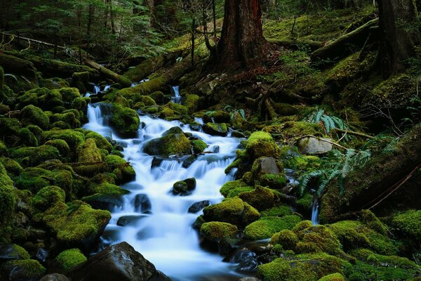 Fuerte arroyo de montaña en el bosque