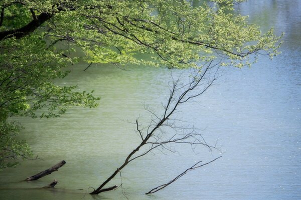 Überfluteter Baum in einem schlammigen Teich