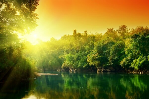 Exuberante bosque verde río al amanecer