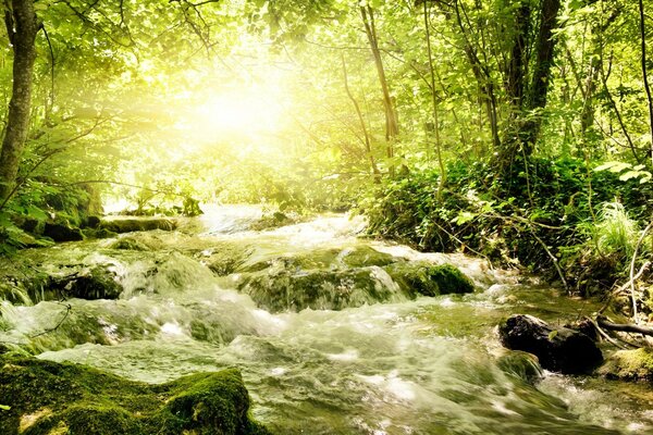 Cascadas y rápidos del arroyo en el sol