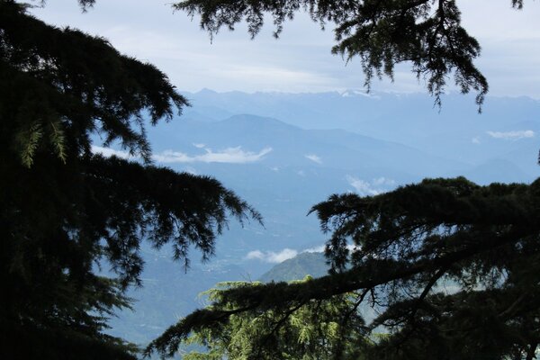 Tannenzweige verbergen die Schönheit der Berge