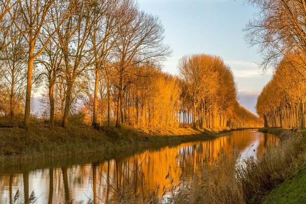 Der Herbst verleiht uns eine goldene Schönheit