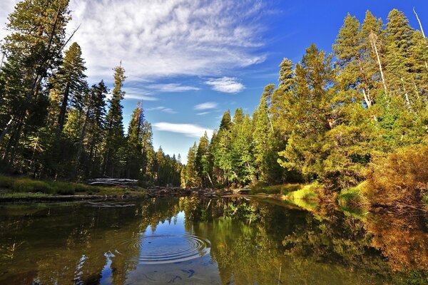 Ein transparenter Fluss, der von Wald umgeben ist