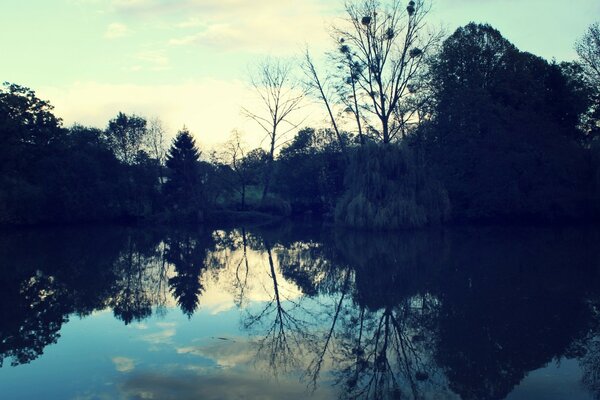 Landscape. Sleepy trees by the pond