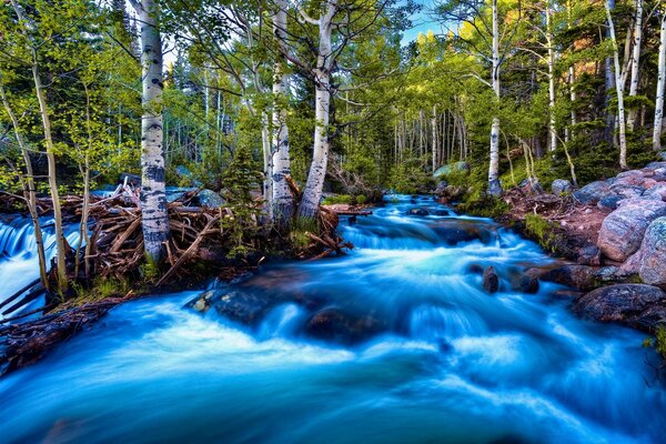 Forêt de bouleaux entourée d une rivière orageuse