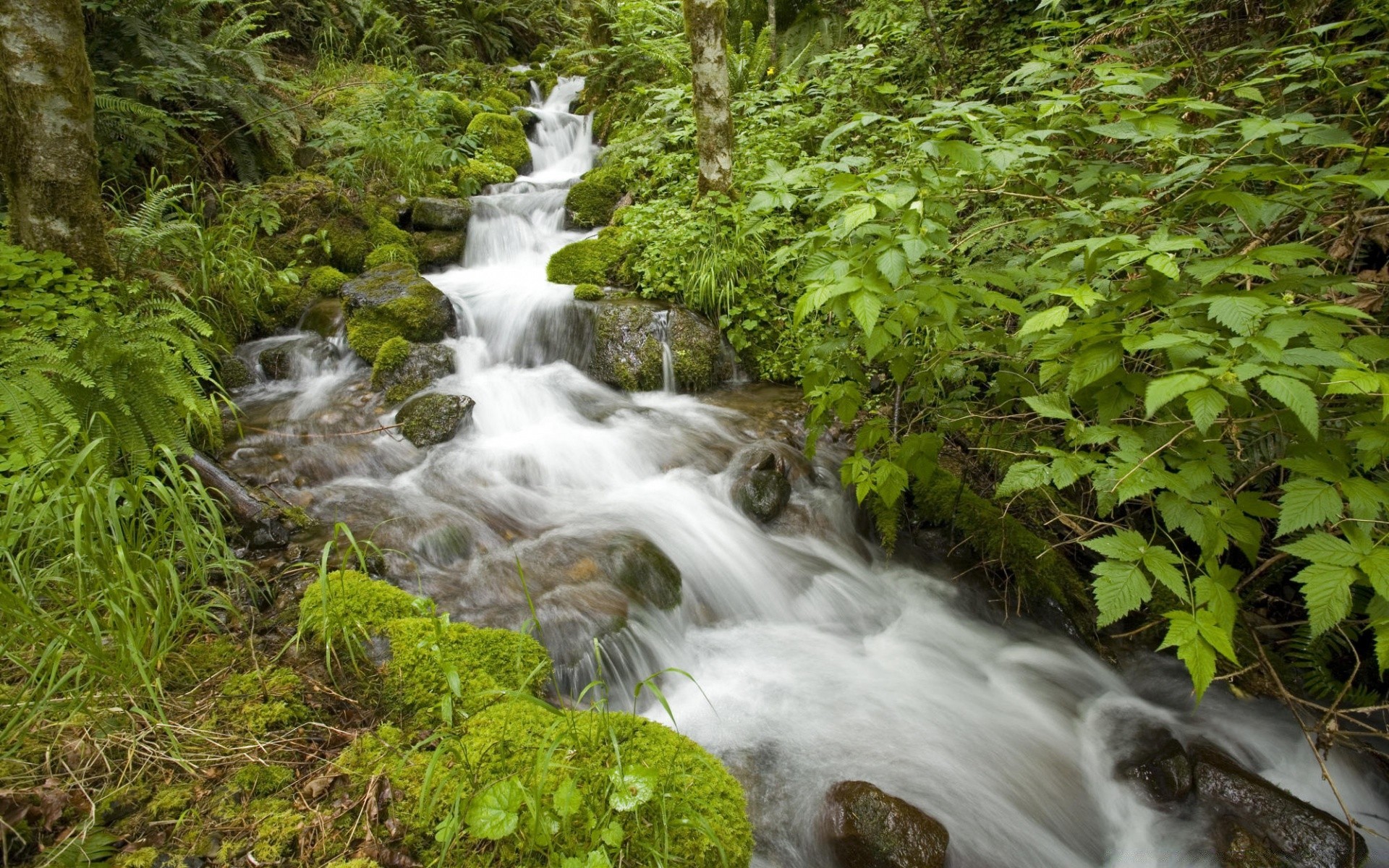 rivers ponds and streams water waterfall nature stream wood river leaf cascade moss creek rock wild flow clean wet landscape stone outdoors environment