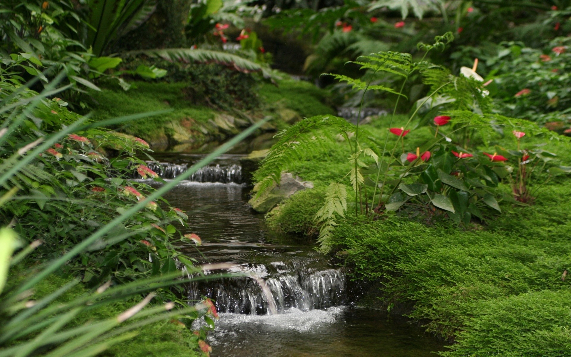 rivers ponds and streams leaf nature water park garden tree outdoors summer lush flora wood waterfall landscape flower growth environment grass river