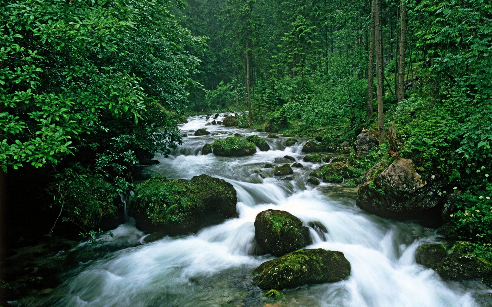 fiumi stagni e torrenti stagni e torrenti cascata acqua flusso fiume legno cascata natura roccia creek all aperto flusso foglia viaggi pulizia rapids paesaggio muschio traffico selvaggio