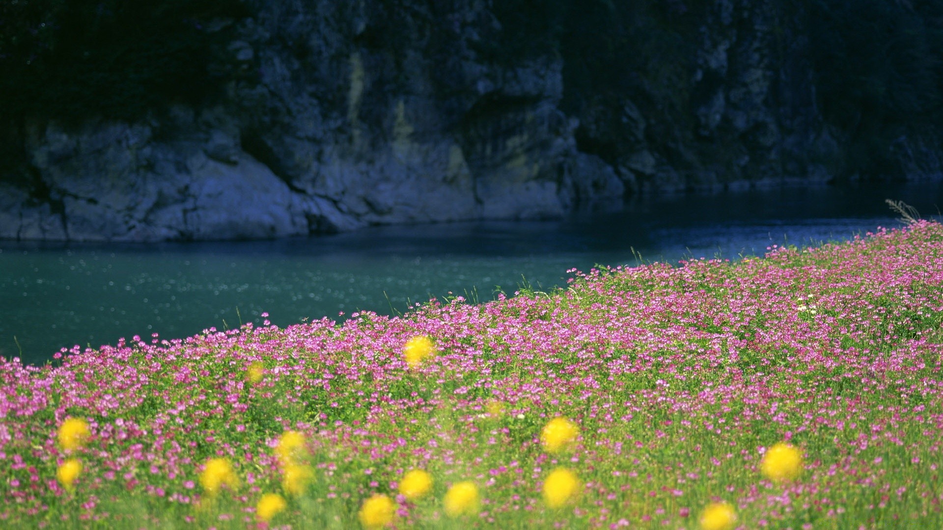 fiumi stagni e ruscelli stagni e ruscelli fiore paesaggio all aperto natura estate erba colore foglia