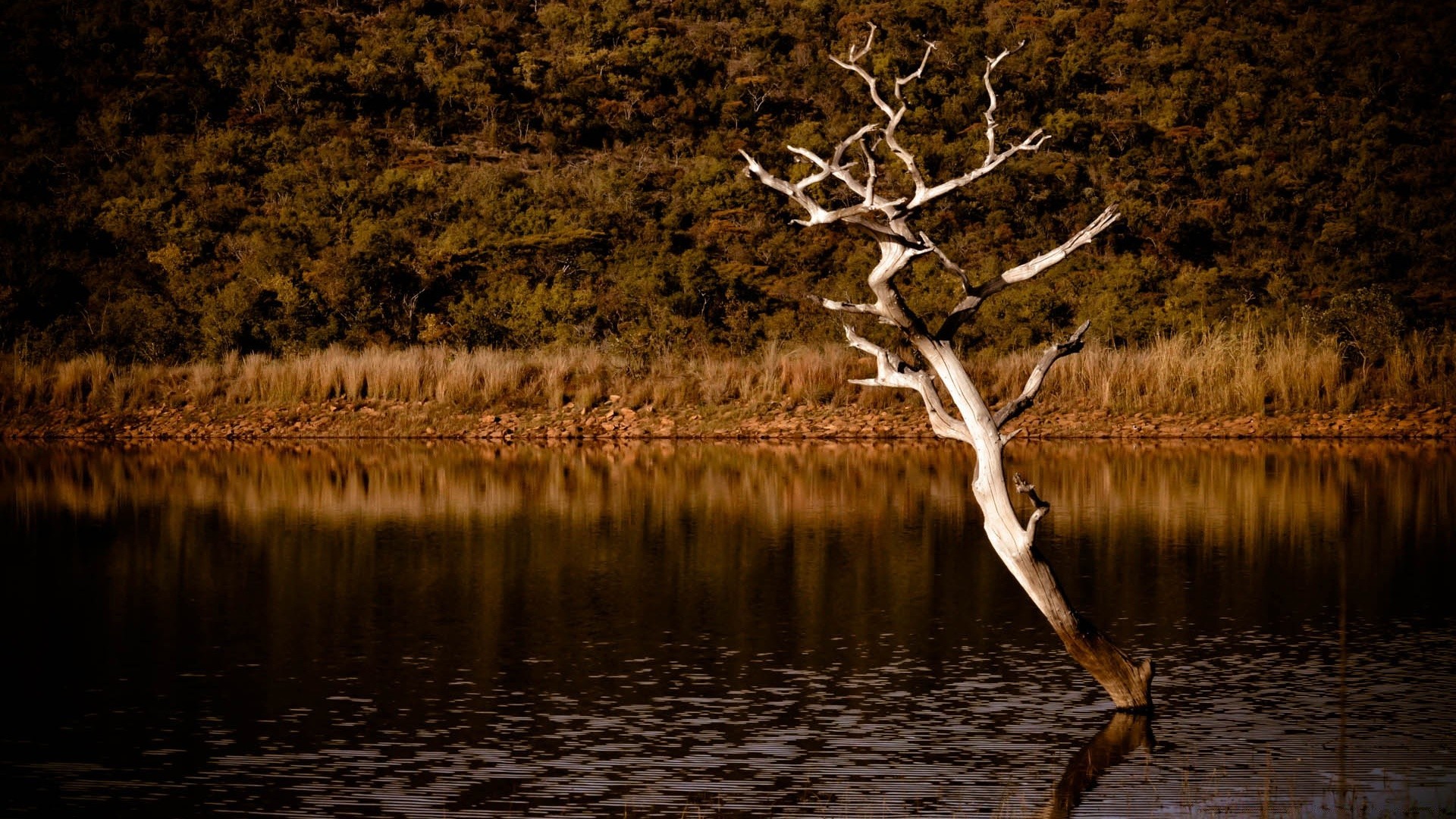 flüsse teiche und bäche teiche und bäche wasser natur holz herbst see dämmerung reflexion winter baum im freien landschaft sonnenuntergang