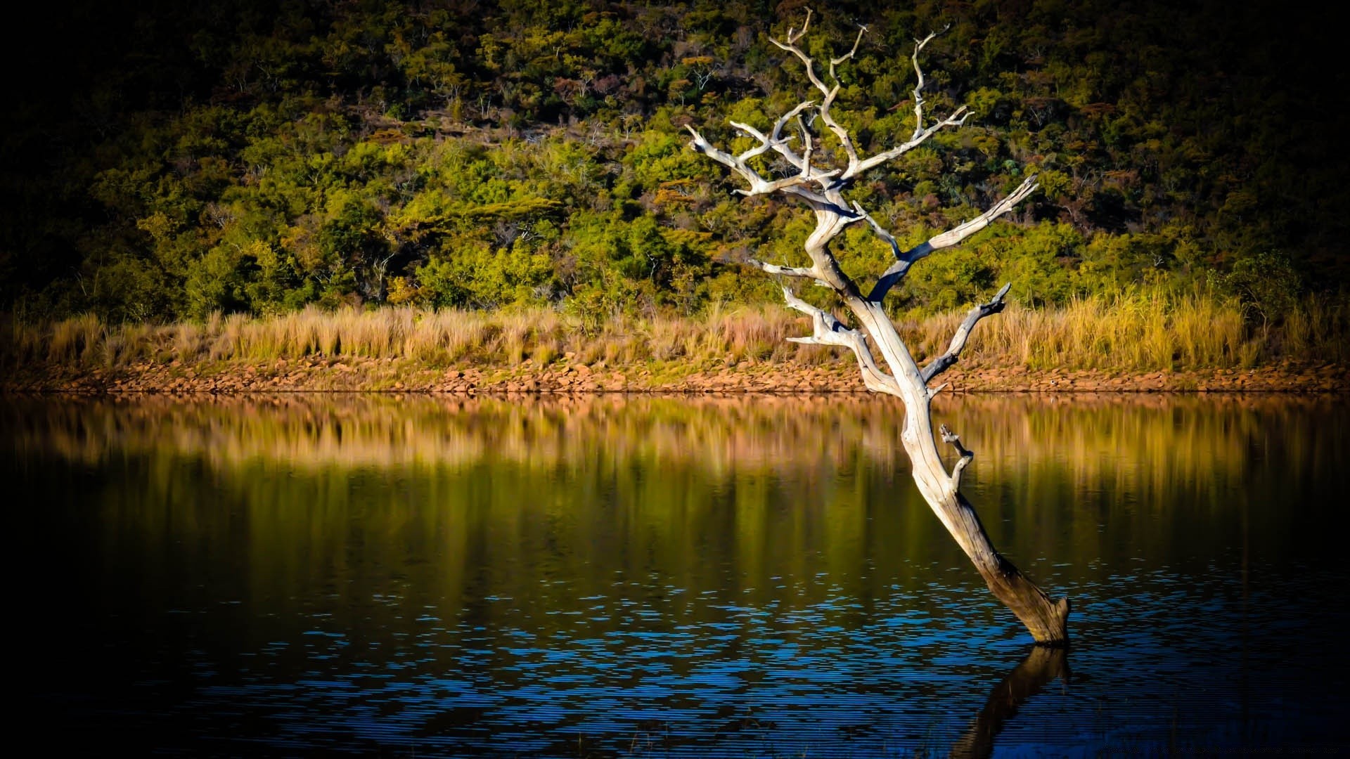 fiumi stagni e torrenti stagni e torrenti acqua natura lago legno paesaggio legno all aperto riflessione