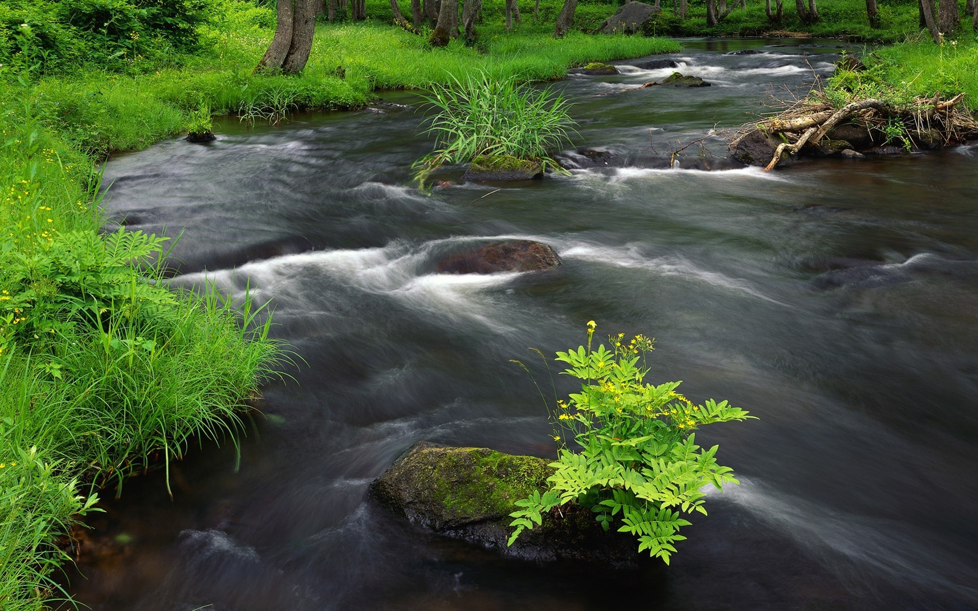 fiumi stagni e torrenti stagni e torrenti acqua fiume flusso natura cascata legno muschio roccia creek flusso foglia all aperto bagnato selvaggio autunno pietra purezza estate cascata