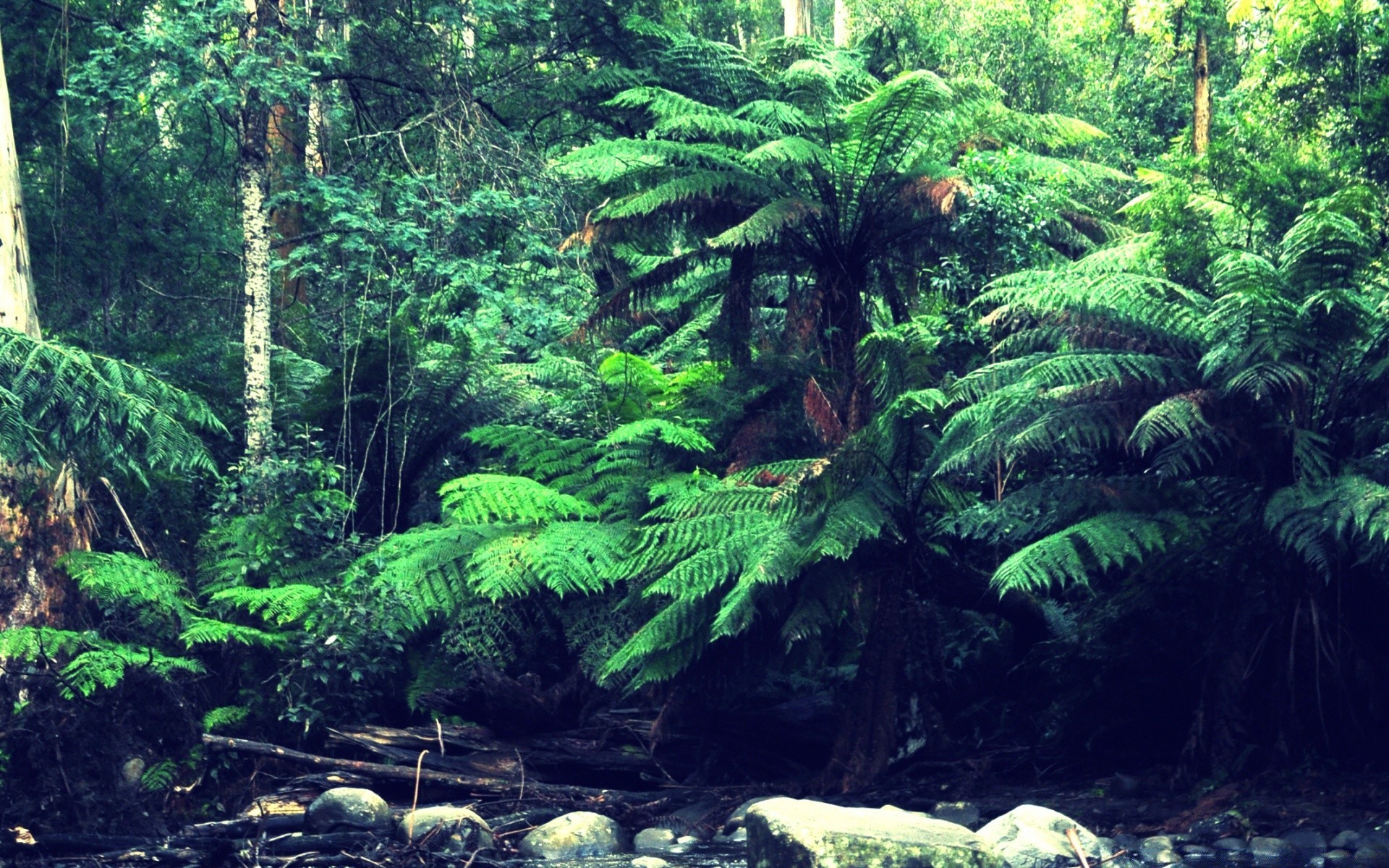 rivières étangs et ruisseaux étangs et ruisseaux fern bois forêt tropicale nature feuille arbre flore luxuriante tropical jungle paysage eau été environnement parc voyage sauvage à l extérieur mousse