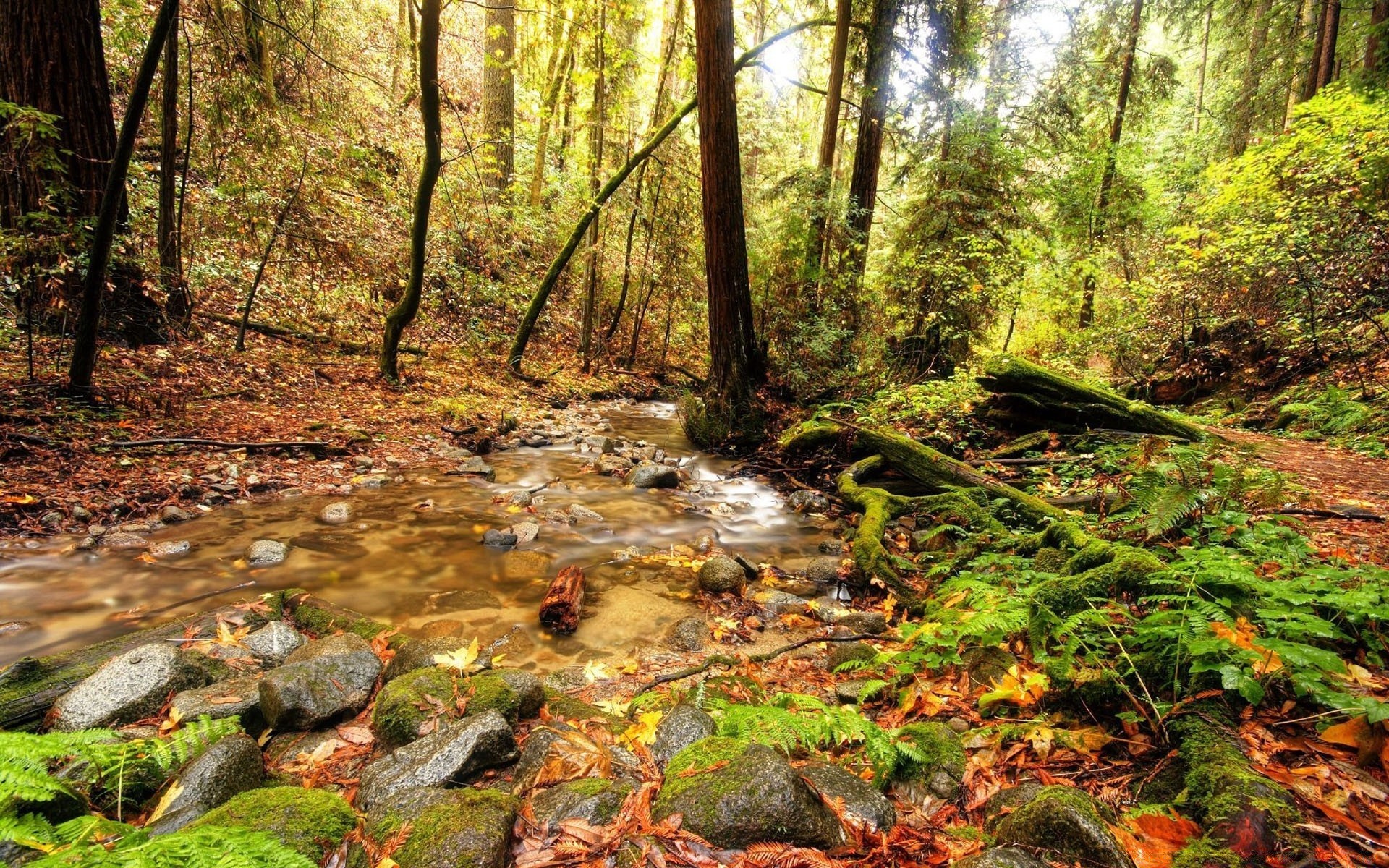 rzeki stawy i strumienie stawy i strumienie drewno natura drzewo liść krajobraz mech na zewnątrz środowisko woda strumień jesień rzeka park malowniczy podróże flora bujny creek dziki