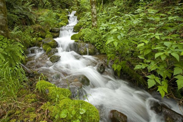 Felsiger Wasserfall im grünen Wald