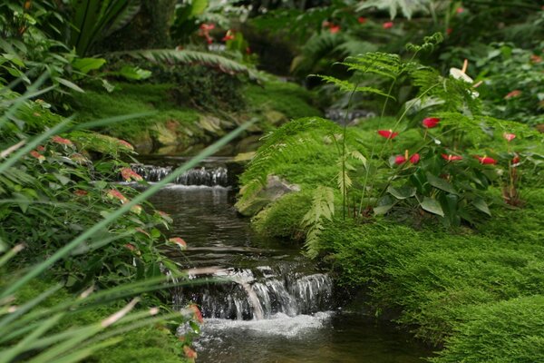 Un arroyo murmurante entre las flores rojas