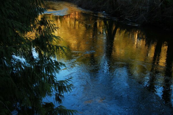 A running stream in the forest thicket