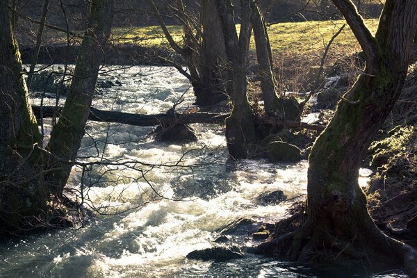 Ein stürmischer Fluss fließt zwischen den Bäumen