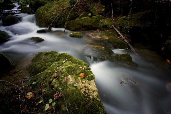 La espuma blanca del río oscuro fluye sobre rocas cubiertas de musgo