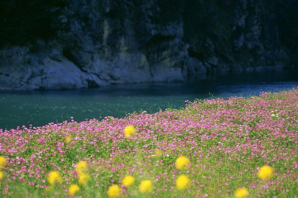 Blooming glade in the mountains