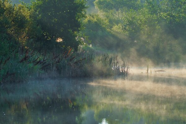 Aube précoce dans les rayons parmi les arbres