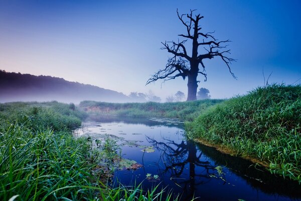 Одинокое дерево у воды в тумане