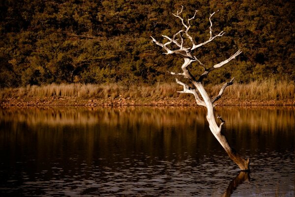 Ein getrockneter Baum im Fluss am Wald