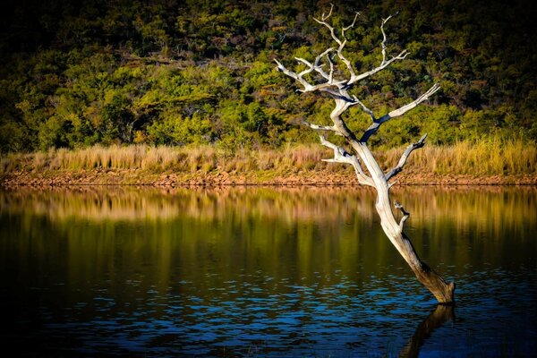 Ein getrockneter Baum im Fluss am Wald