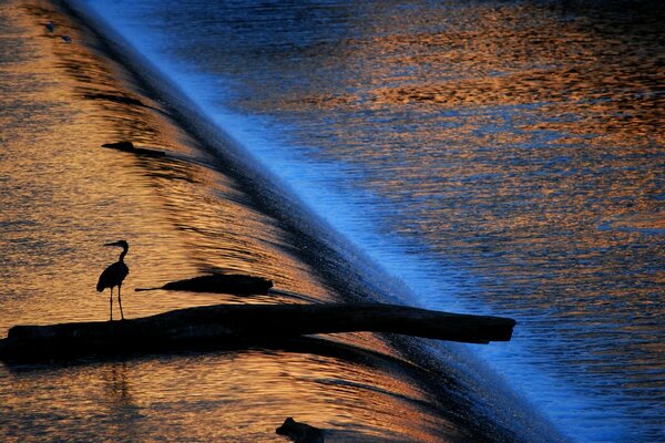 Garza solitaria al atardecer de un día soleado