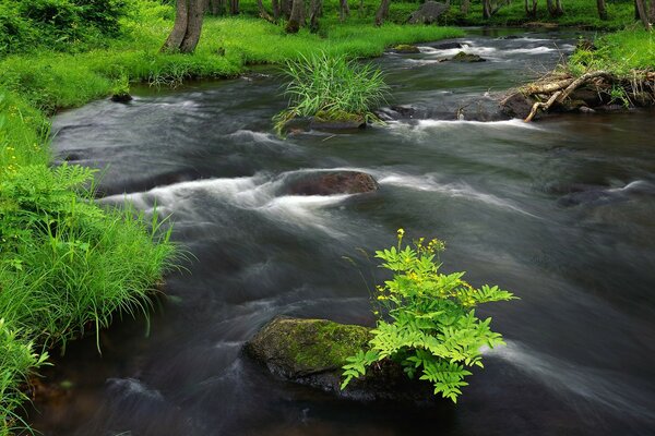 A grama cresce em pedras no meio de um rio rápido