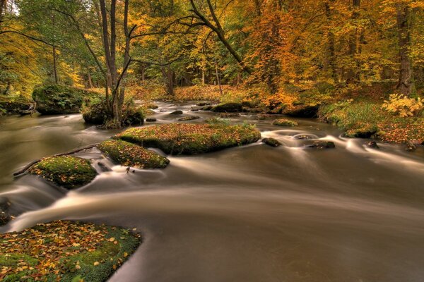 Autumn forest in golden foliage