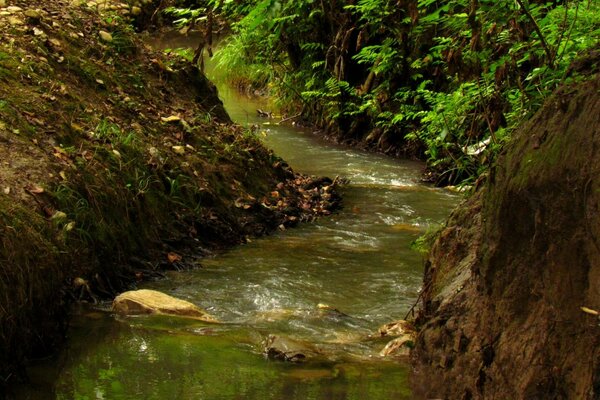 Rio na floresta com folhas