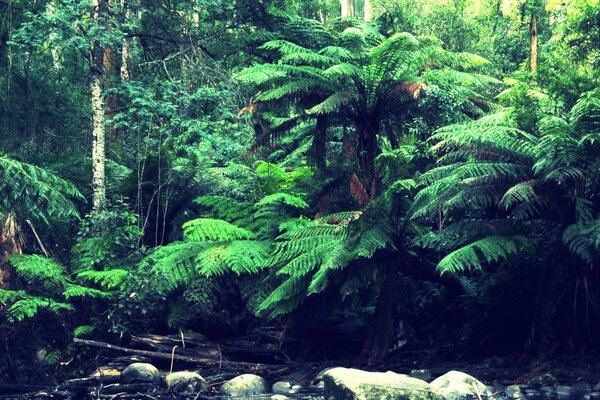 Ruscello nella foresta pluviale impenetrabile