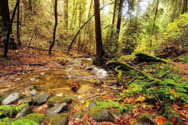 Ein Waldbach unter Bäumen