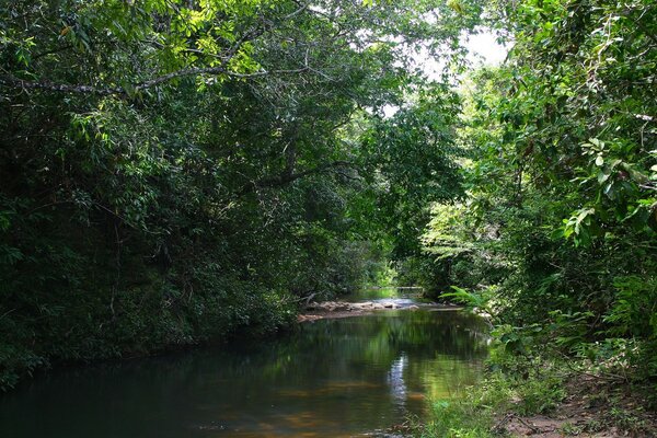 La surface tranquille du ruisseau de la forêt