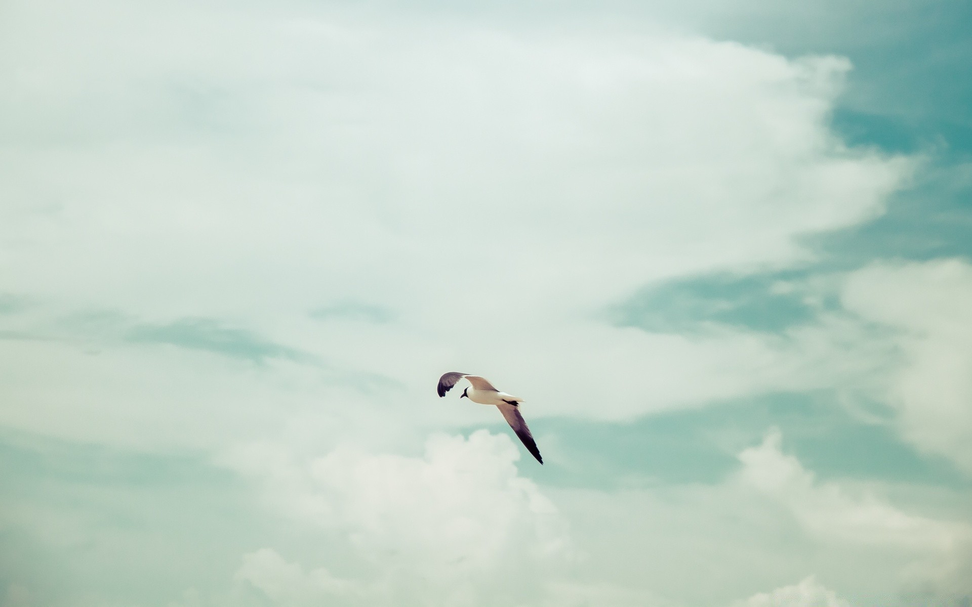 cielo cielo libertà volo uccello all aperto aria natura vento aquilone estate azione aereo alta bel tempo paesaggio volare luce del giorno cielo blu