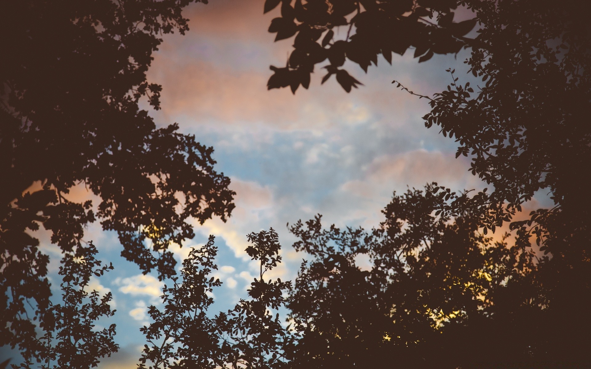 cielo natura albero all aperto autunno foglia alba cielo paesaggio sole desktop legno luminoso stagione bel tempo