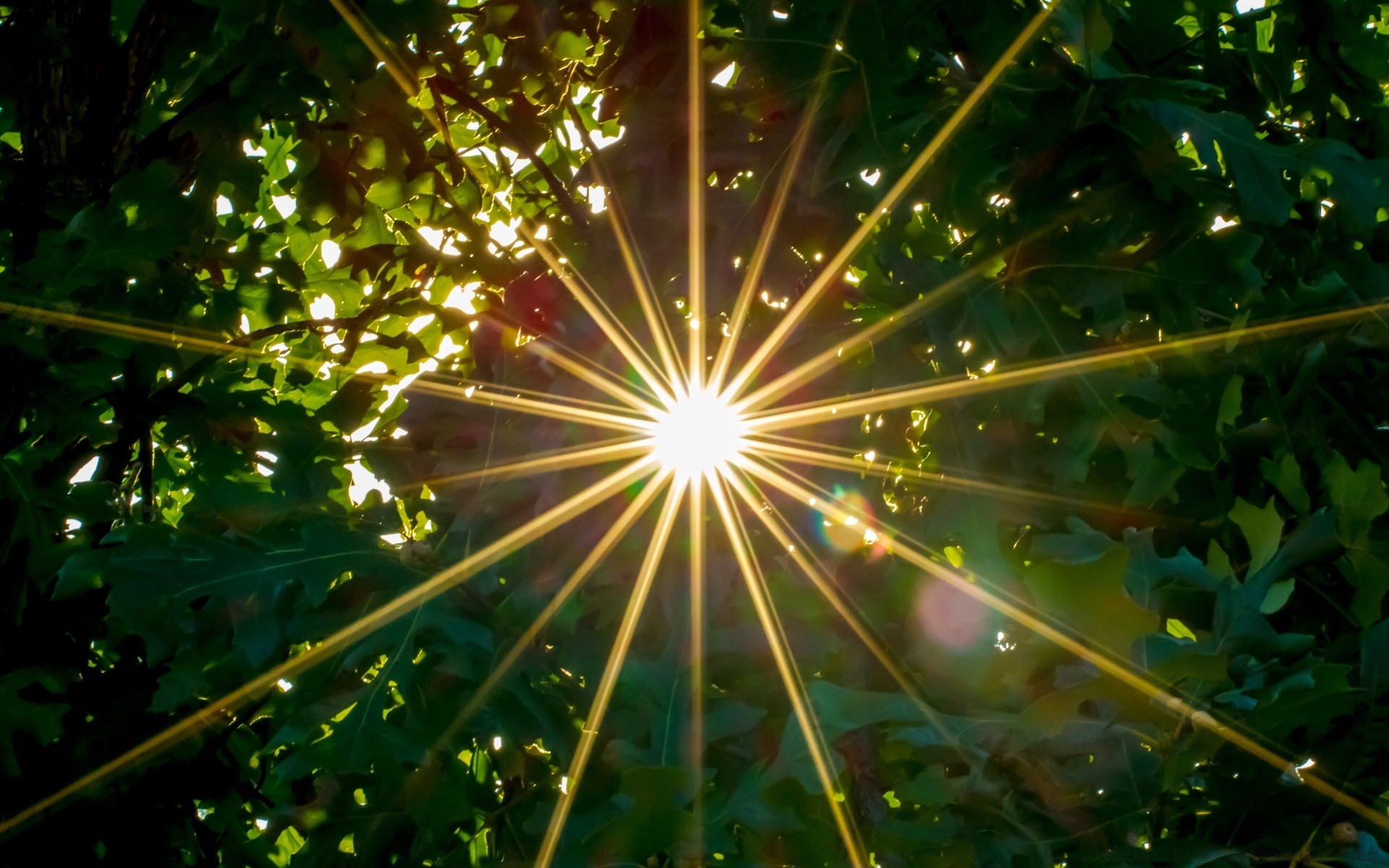 cielo luminoso legno colore natura foglia desktop sfocatura