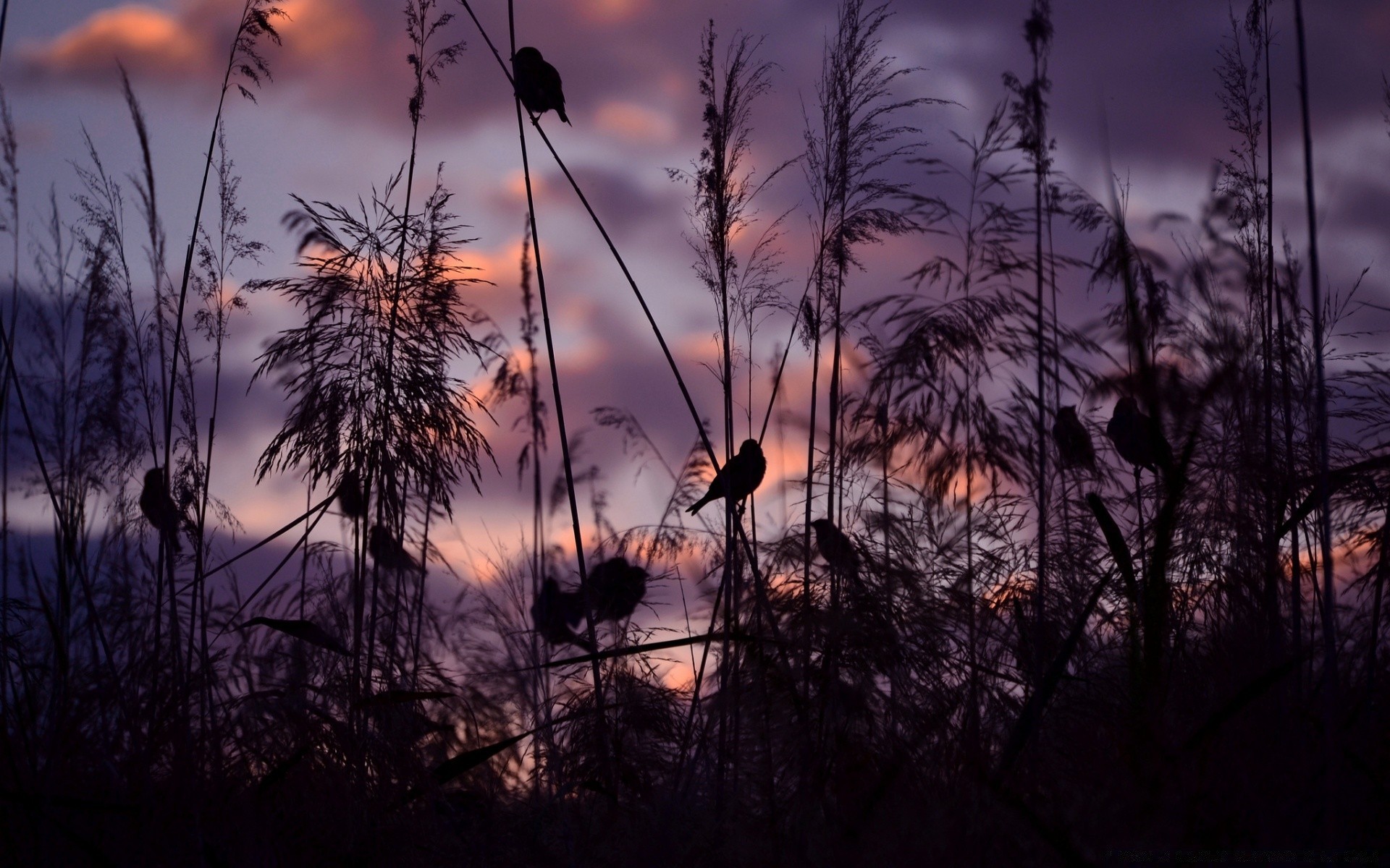 cielo puesta de sol amanecer al aire libre sol naturaleza silueta crepúsculo noche paisaje iluminado árbol buen tiempo cielo luz madera