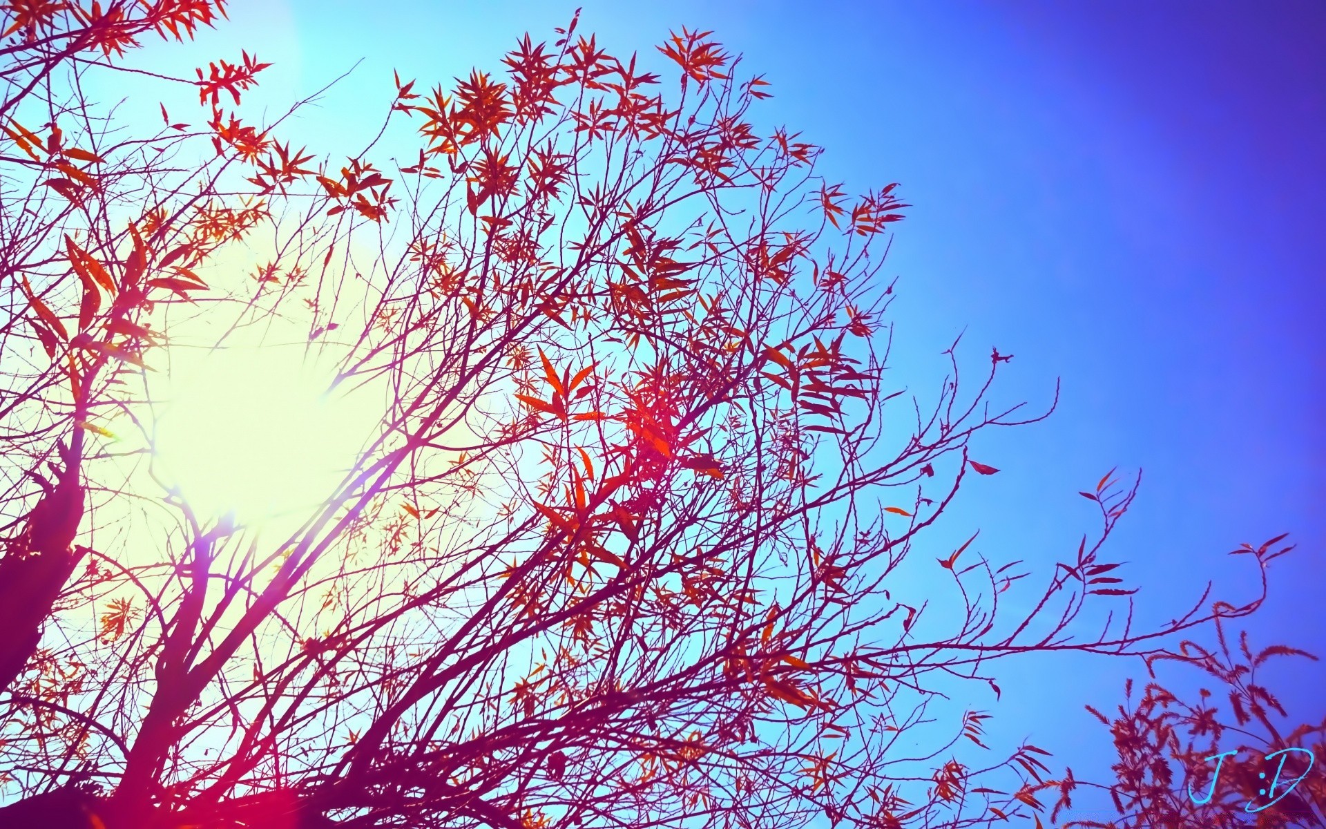 天空 桌面 冬天 插图 装饰 抽象 季节 树 艺术 图形 设计 圣诞节 自然 颜色 图案 植物群 形状 雪