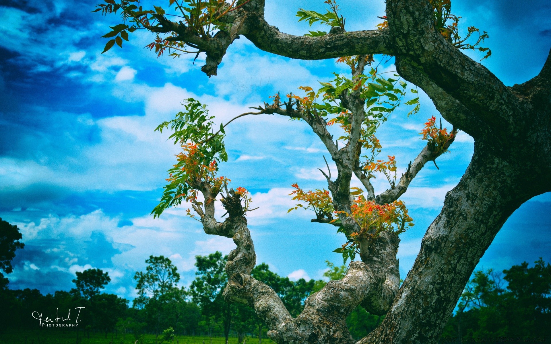 ciel arbre nature feuille bois paysage branche en plein air saison flore été ciel beau temps environnement croissance tronc automne