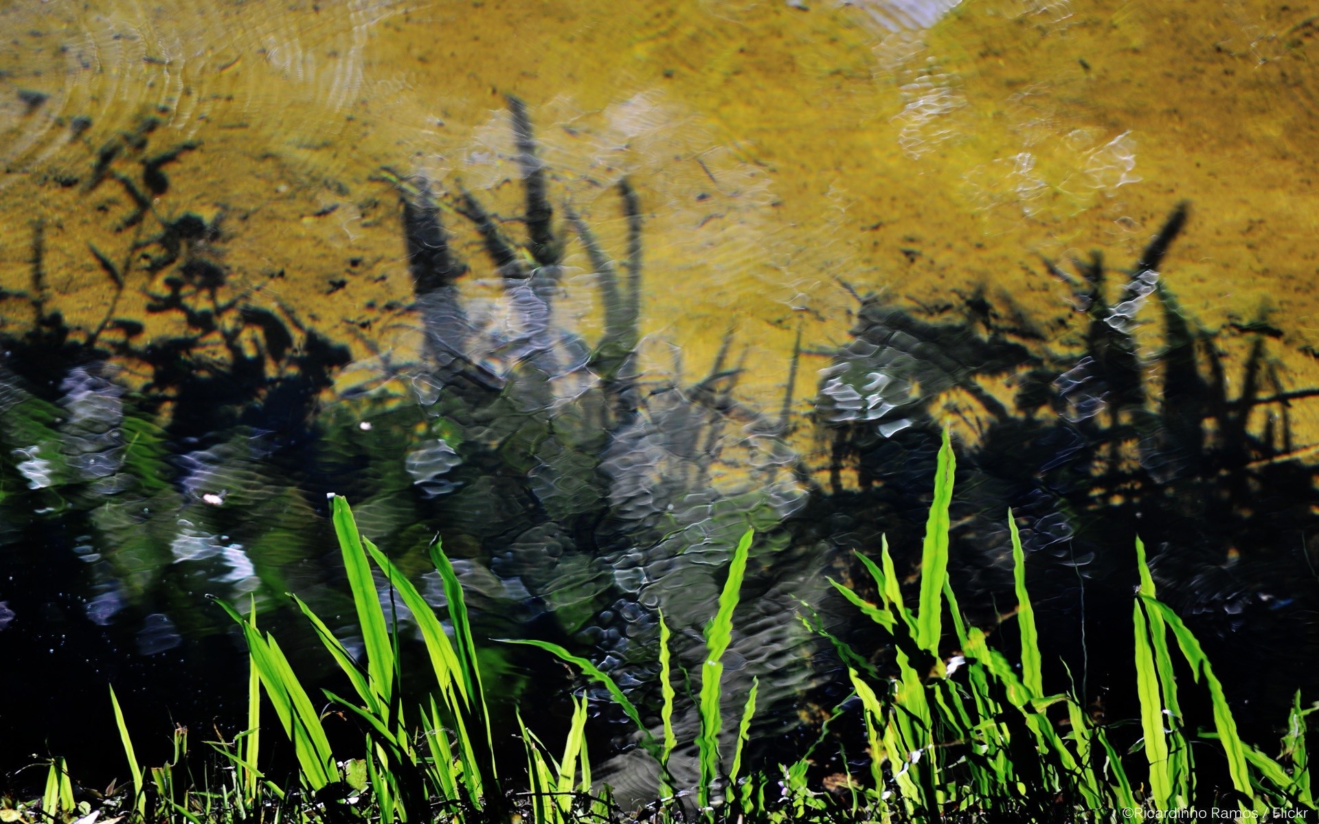 fiumi stagni e torrenti stagni e torrenti acqua paesaggio all aperto natura desktop legno fiume luce riflessione colore piscina ambiente albero lago foglia parco bella