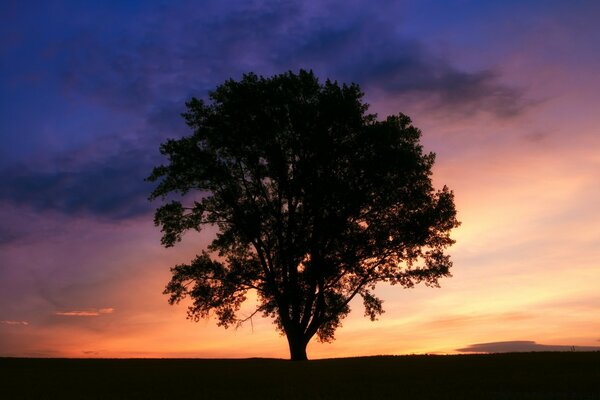 Paisaje árbol en el cielo al atardecer