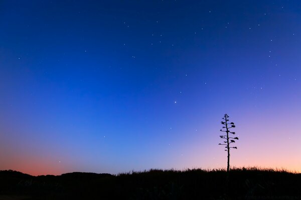 A lonely tree on the background of the night sky with stars